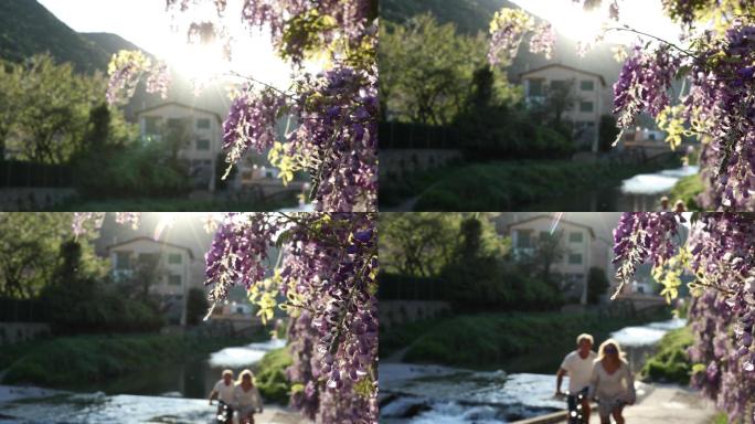 紫藤花下的情侣自行车，从下面的小溪