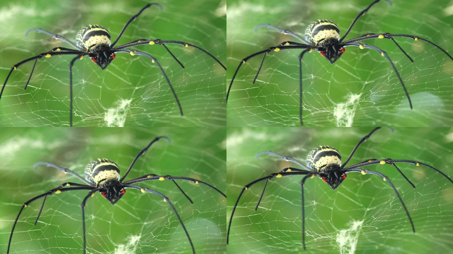 蜘蛛网上的蜘蛛结网黑寡妇生态