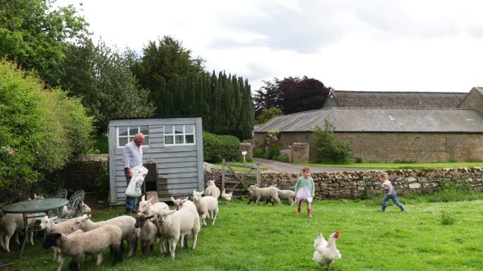 家庭和农场生活羊群畜牧外国人