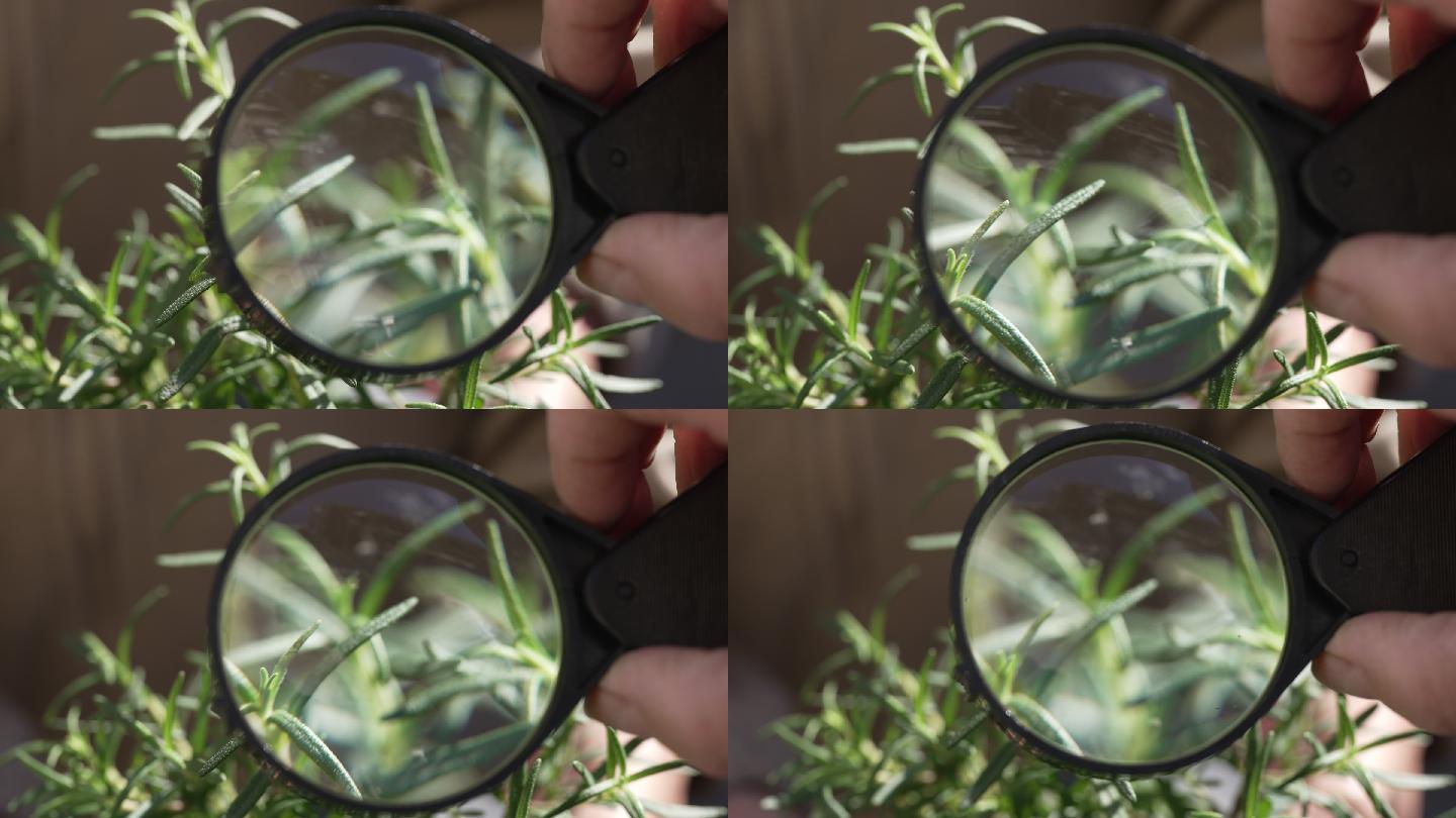 用放大镜观察植物，迷迭香，绿色植物，观察和研究