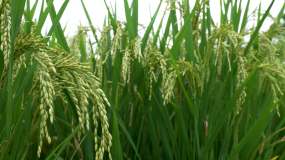 水稻丰收季节视频素材
