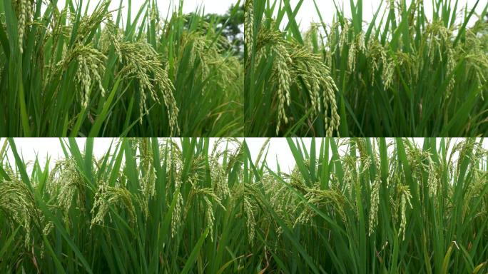 水稻丰收季节