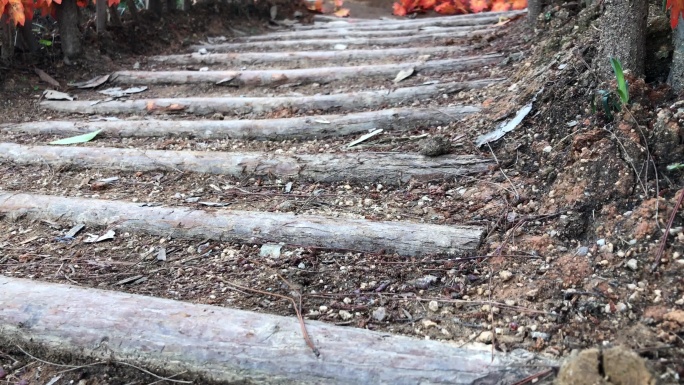 深山 松木台阶   原生态  山林