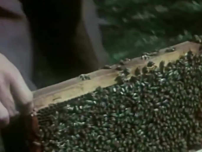 80年代农民养蜂 农民富起来