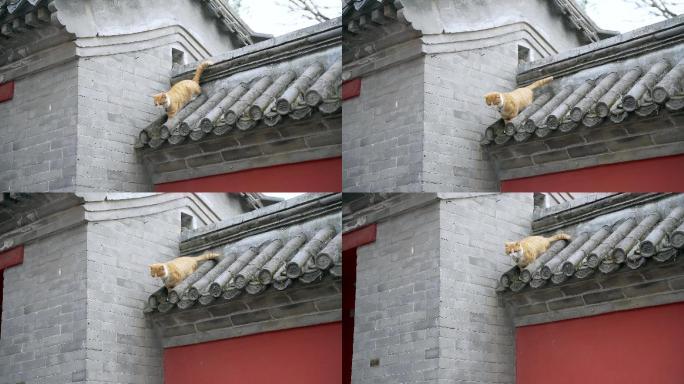 升格实拍春季北京大觉寺围墙上行走的猫