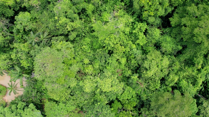 Leticia哥伦比亚亚马逊在Leticia北部亚马逊的一个小定居点附近拍摄的树冠的空中照片