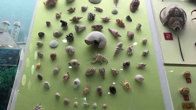 海洋生物标本展览水生物化石 (4)