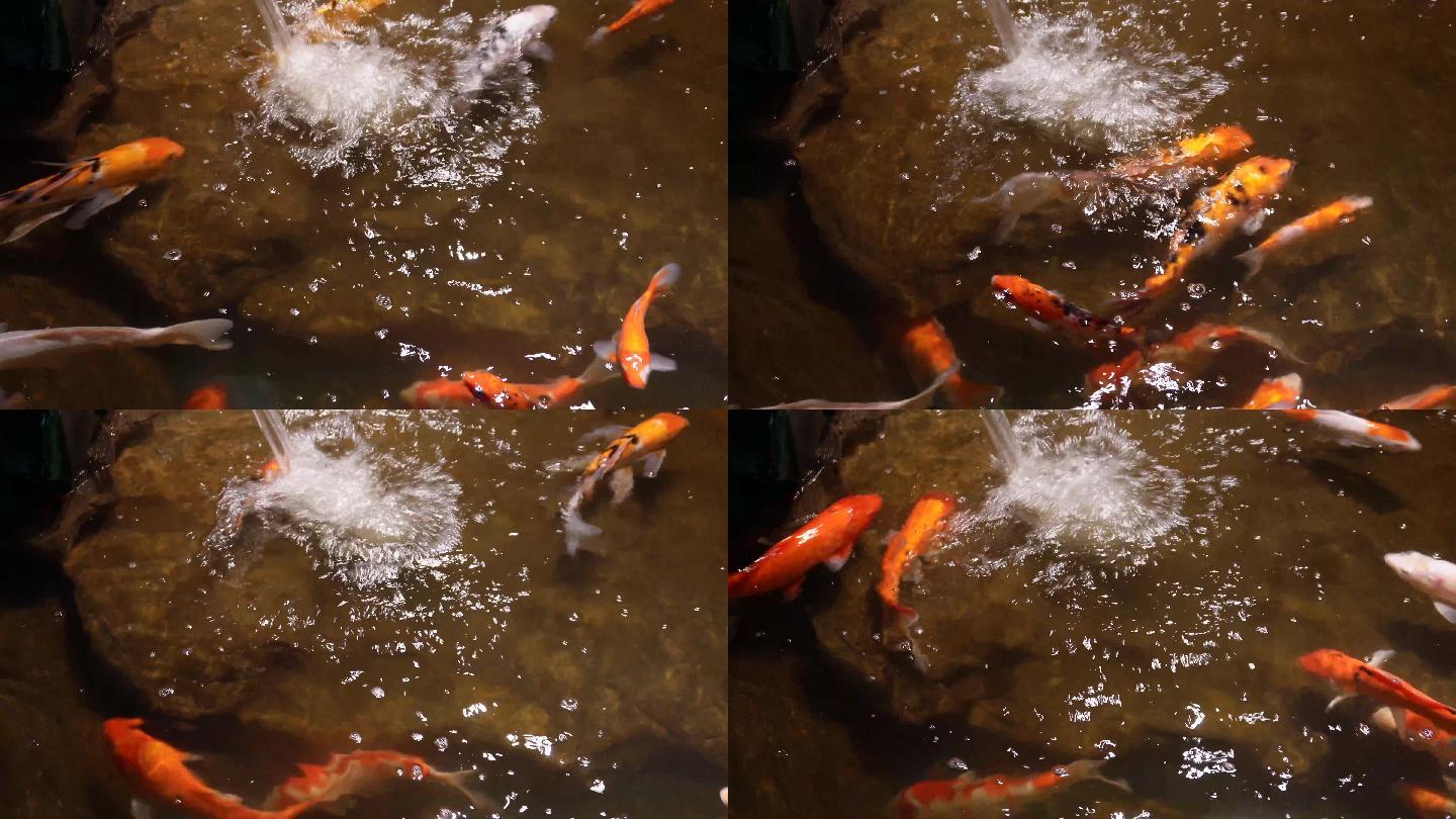 锦鲤鲤鱼富贵鱼池水池_(1)_3840x2160_高清视频素材下载(编号:8025648