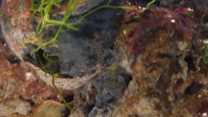 海藻海草海水缸造景小丑鱼 (3)