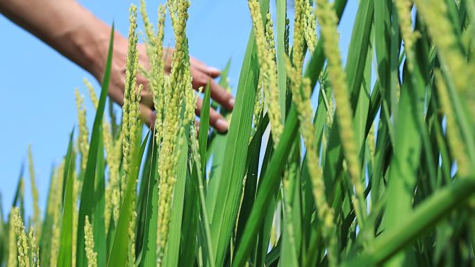 水稻夏季旺盛生长，抽穗时节，稻花飘香。
