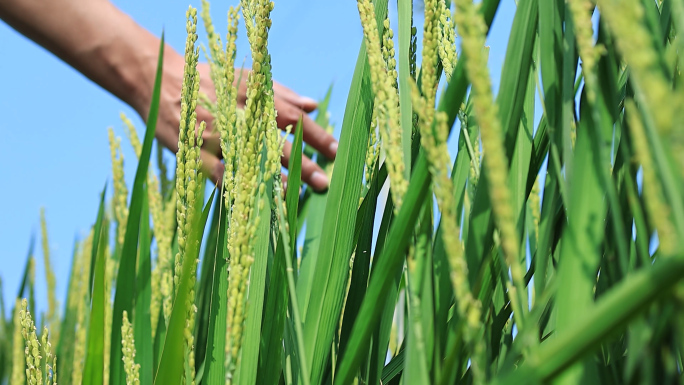 水稻夏季旺盛生长抽穗时节稻花飘香A