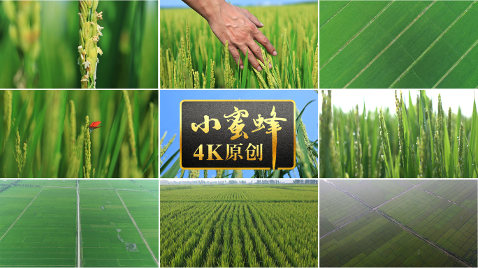 水稻夏季旺盛生长抽穗时节稻花飘香