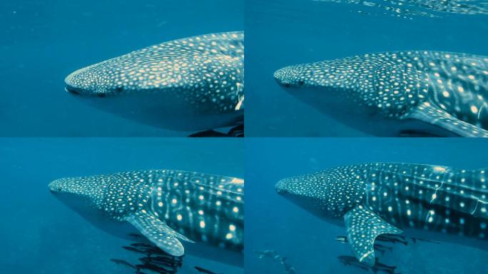 鲸鲨（Rhincodon类型）和眼镜蛇（Rachycentron canadum）一起游泳。地点是泰