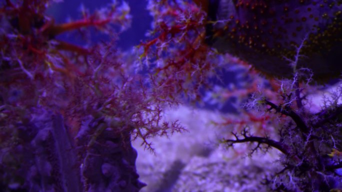 海苹果海葵触手珊瑚 (6)