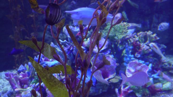 海洋生态海带海藻水藻深海 (8)