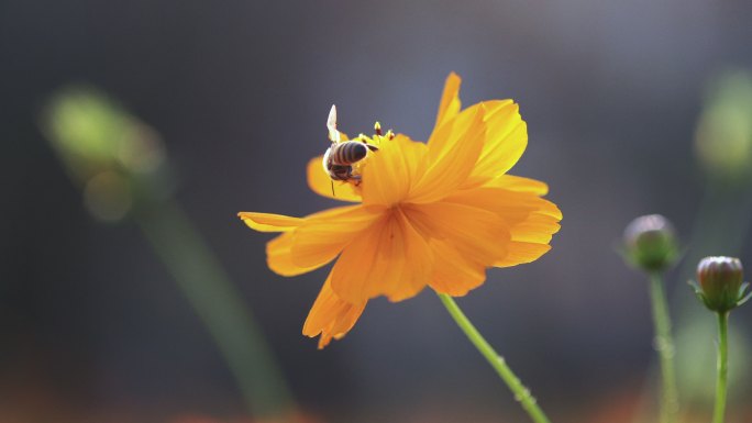 蜜蜂采蜜工蜂鲜花
