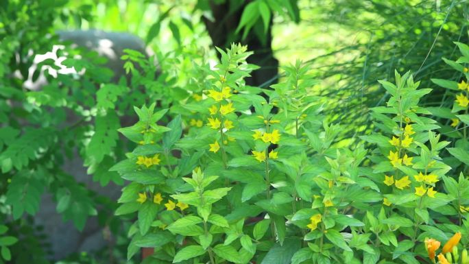 长梗过路黄 长梗排草 黄色花朵 野外