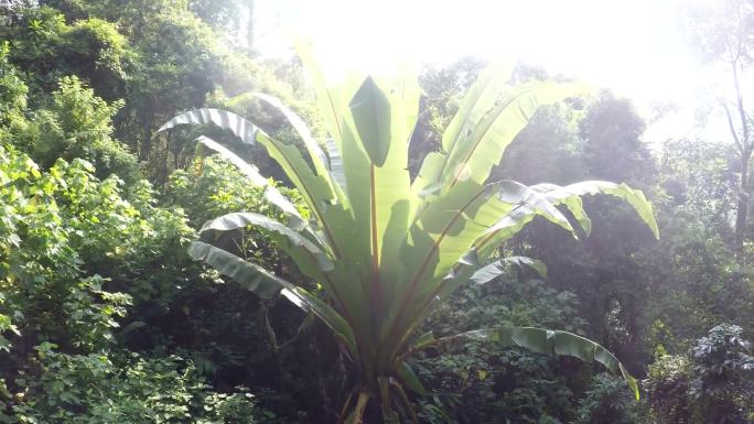 植物园日出日落大自然纪录片湖风景景观旅游