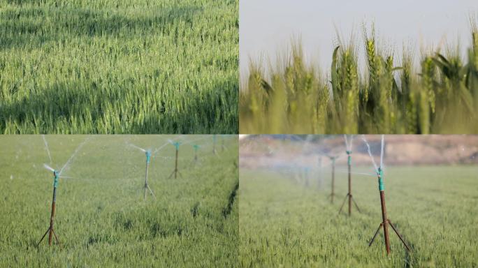 4k小麦灌溉 浇灌 浇水
