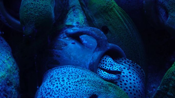 恐怖深海海鳗危险神秘 (2)