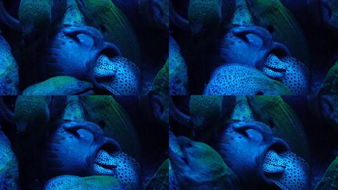 恐怖深海海鳗危险神秘 (2)