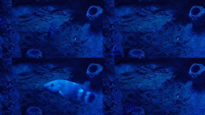 蓝色海底深海神秘热带鱼 (3)