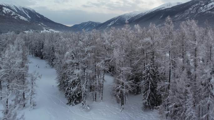 阿勒泰喀纳斯雪景