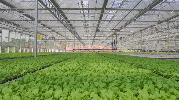 农业温室科技种植乡村振兴蔬菜智慧育苗大棚
