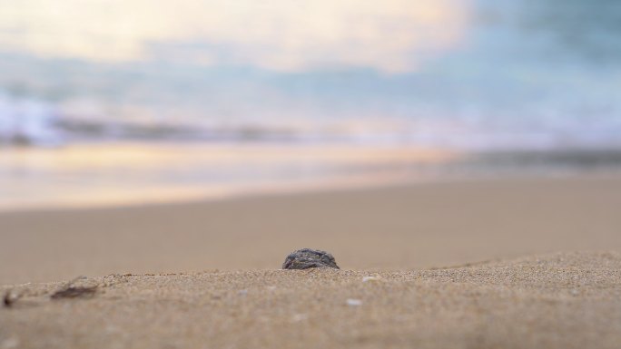 特写镜头聚焦海滩上的砂岩