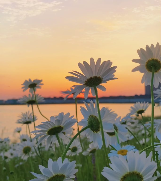 夕阳下美丽的洋甘菊，白色的小菊花