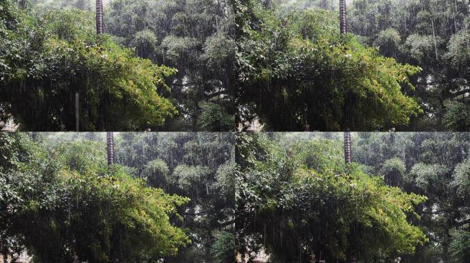 0007_V实拍下雨城市街边树木
