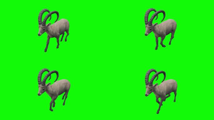 在绿色屏幕上行走的野山羊。动物、野生动物、游戏、返校、3d动画、短片、电影、卡通、有机、色度键、角色