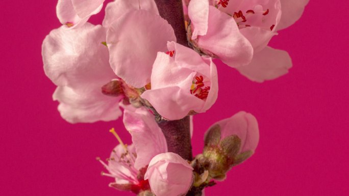 桃花盛开在一个水平格式延时4k视频。桃李在春天开花的视频。垂直摄像机移动。