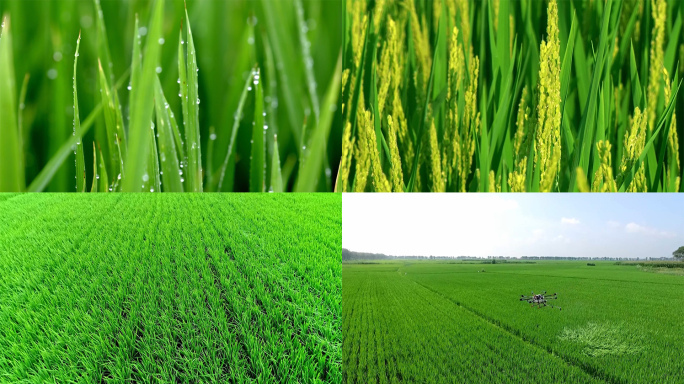 水稻夏季旺盛生长航拍及各种特写