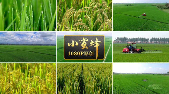 水稻夏季旺盛生长航拍及各种特写A