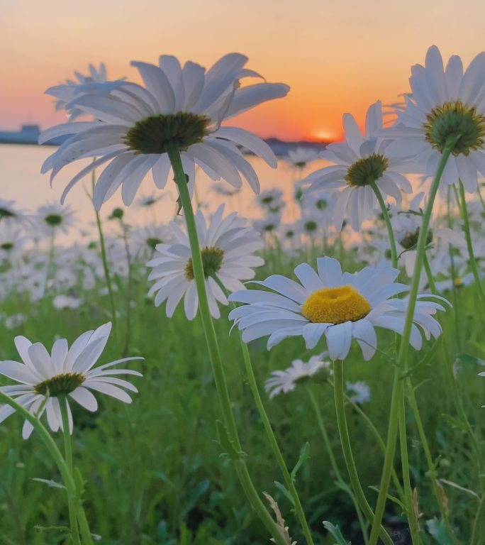 夕阳下美丽的洋甘菊，白色的小菊花