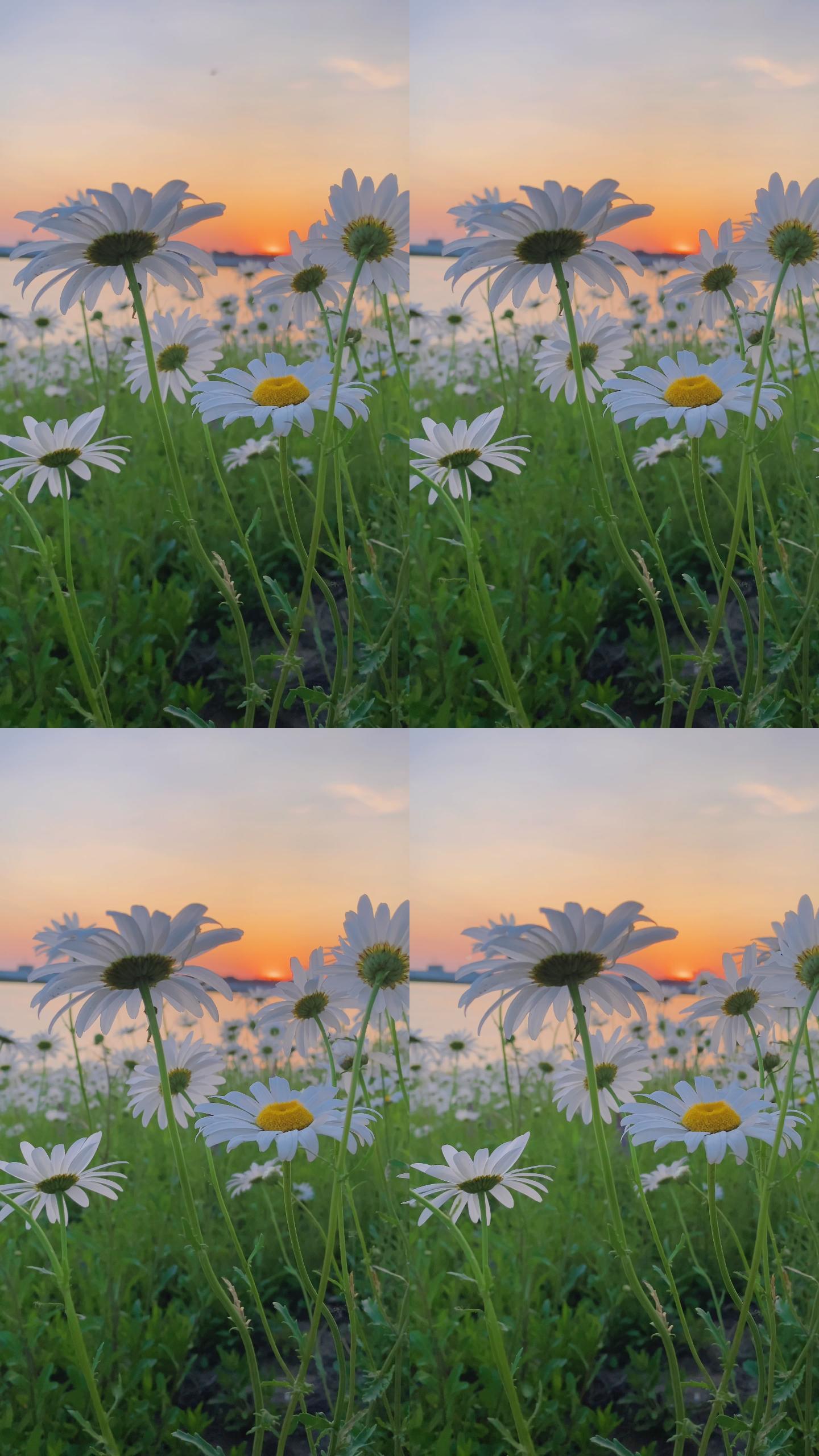 夕阳下美丽的洋甘菊，白色的小菊花