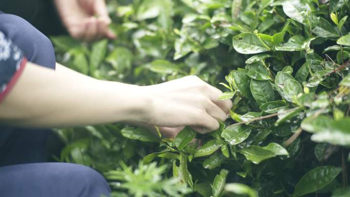 茶山上少女采茶