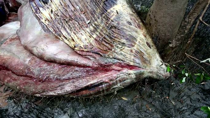 红树林鲸鱼死亡尸体