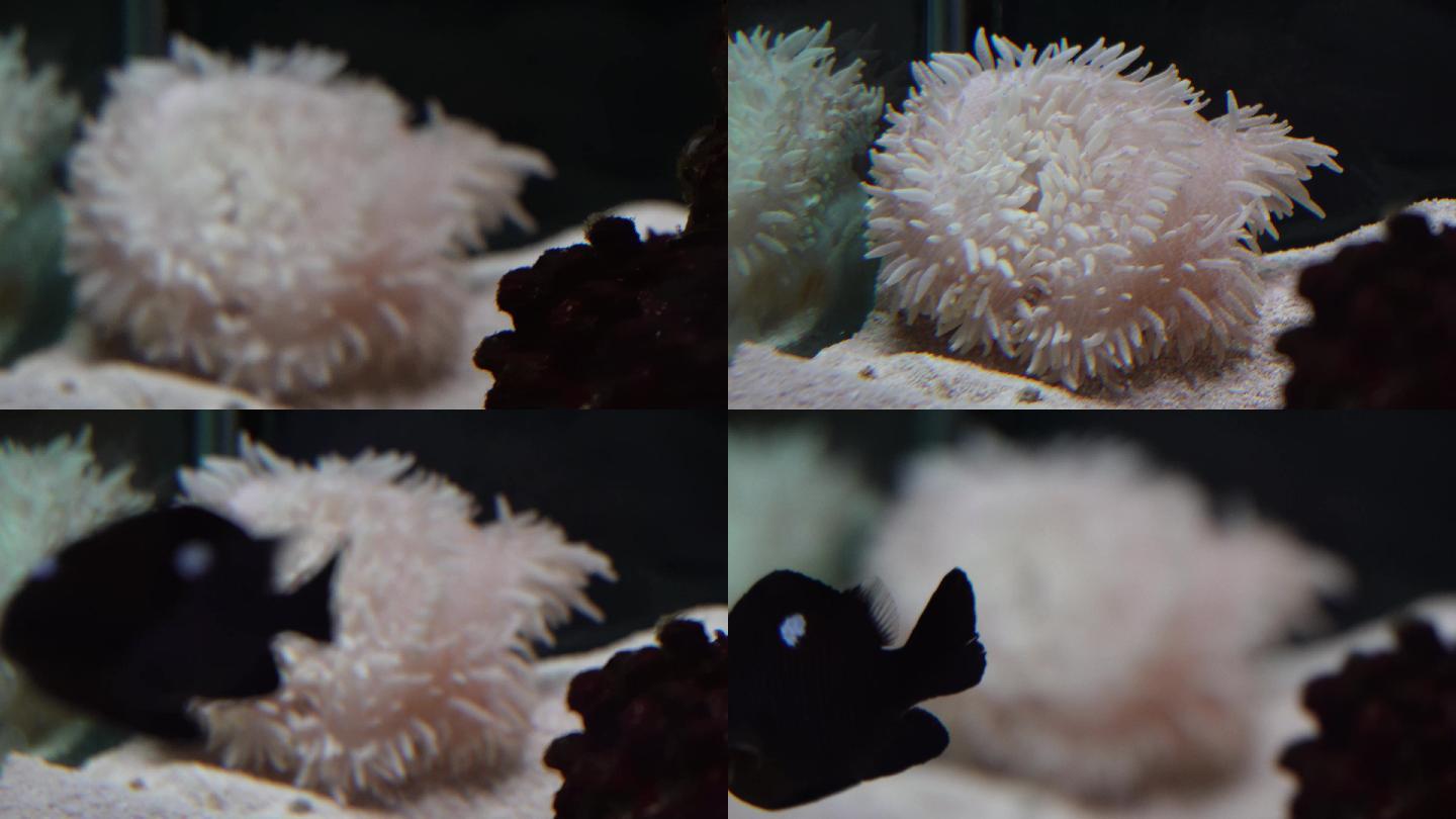 寄生在珊瑚礁石上的海葵触手捕食 (2)