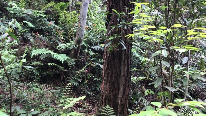 森林  山林  生态   林田  多样性