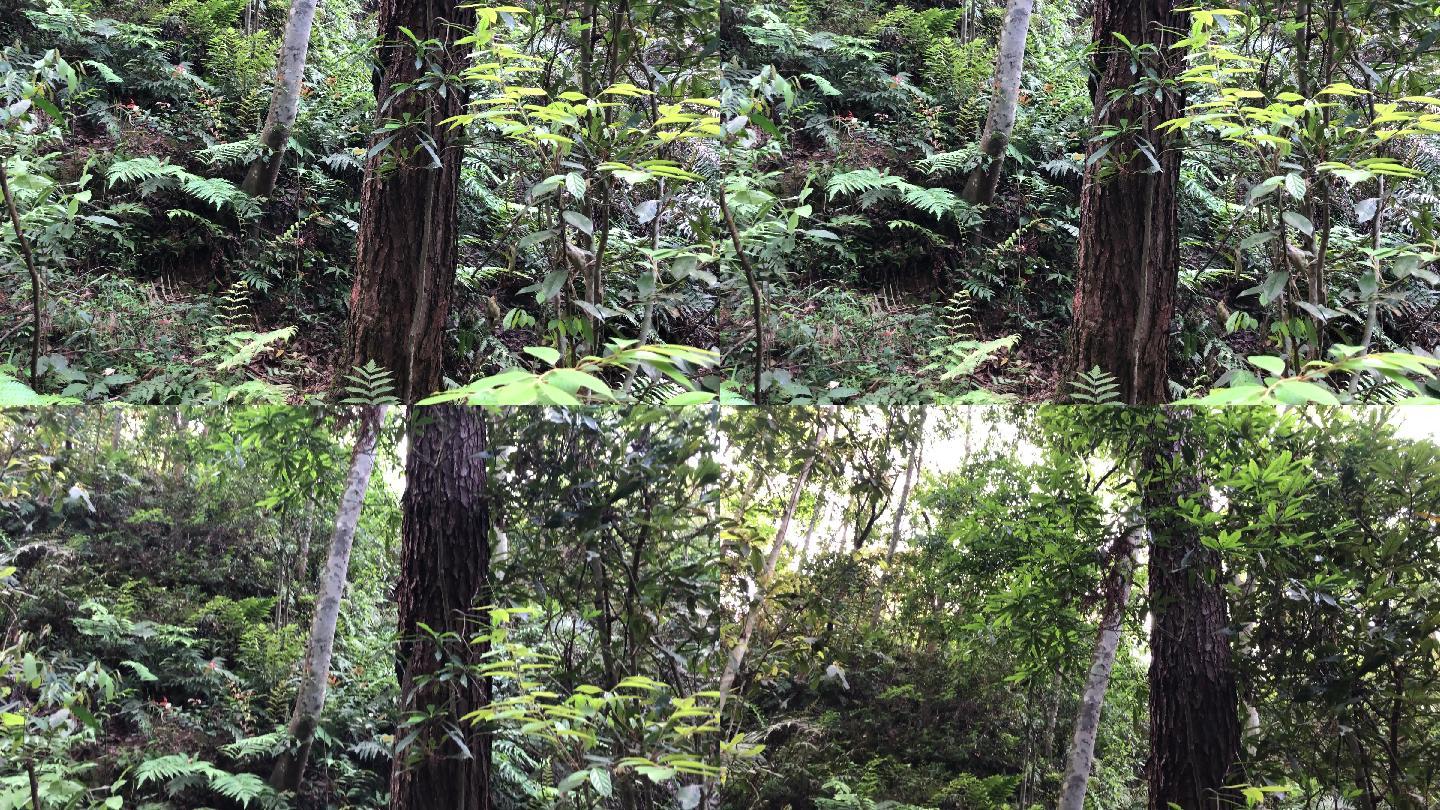 森林  山林  生态   林田  多样性