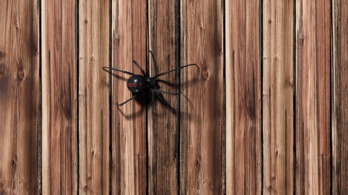 木质背景上的黑寡妇蜘蛛