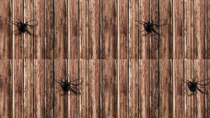 木质背景上的黑寡妇蜘蛛