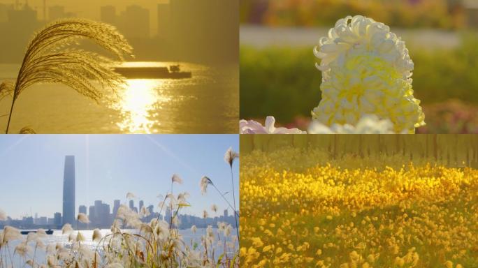 秋天武汉长江 朝阳 芦苇 落日4K