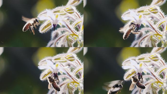 蜜蜂正在采集花蜜，慢动作