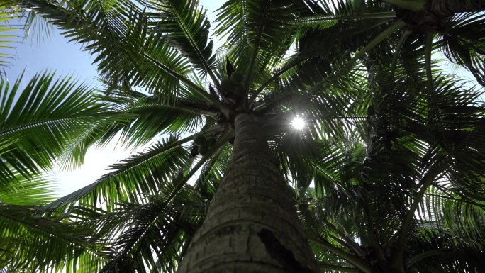 阳光椰子树