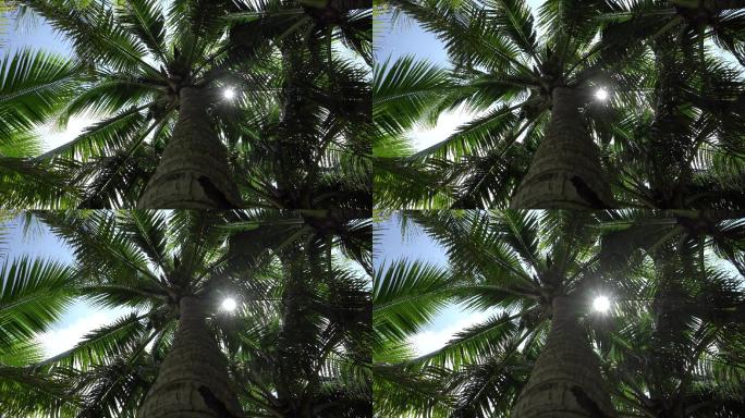 阳光椰子树