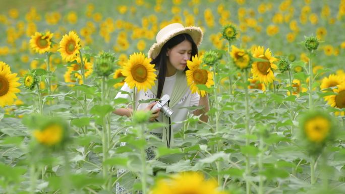 4K向日葵花海里的少女