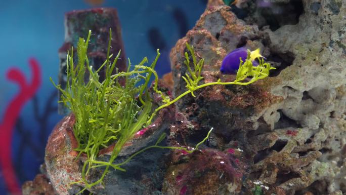 海藻海草海水缸造景小丑鱼 (5)